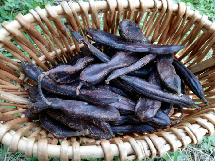 Buy Carob tree seeds NZ