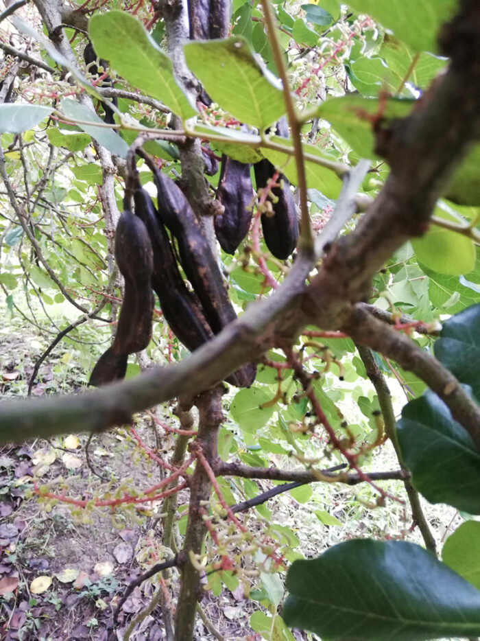 Carob - FRUIT TREE SEEDS - Image 5