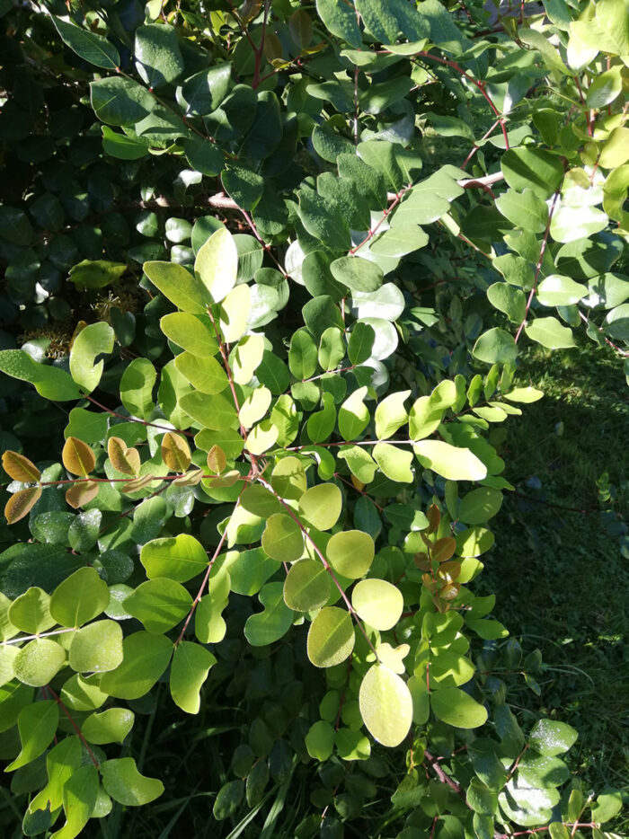 Grow your own Carob tree from Seed in New Zealand