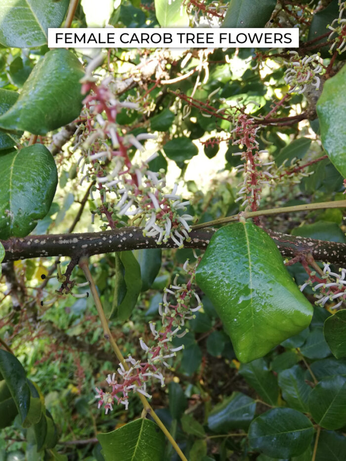 female carob flowers