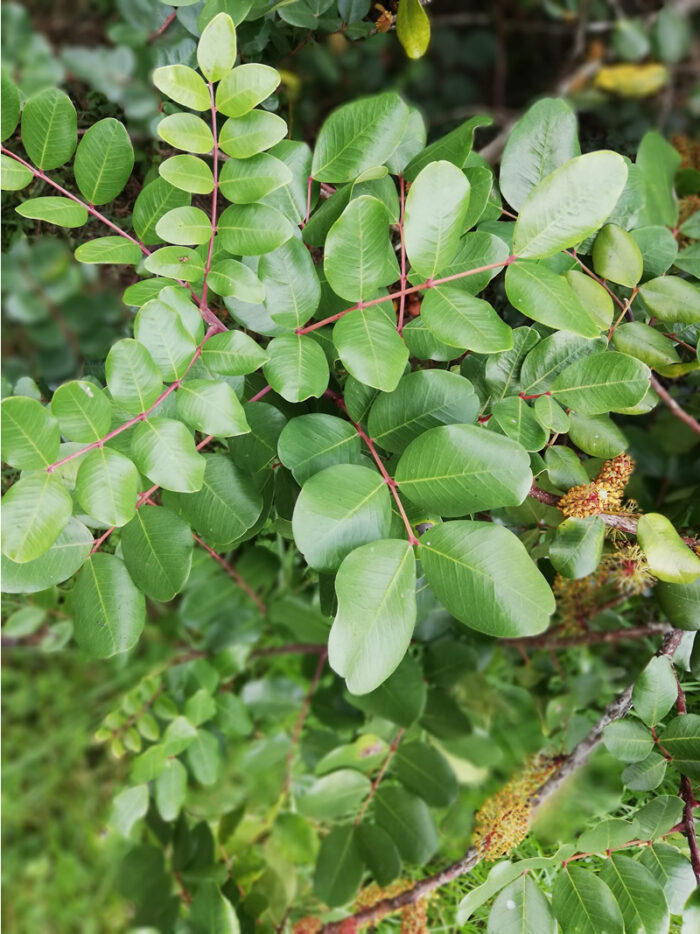 Grow your own Carob tree from Seed in New Zealand