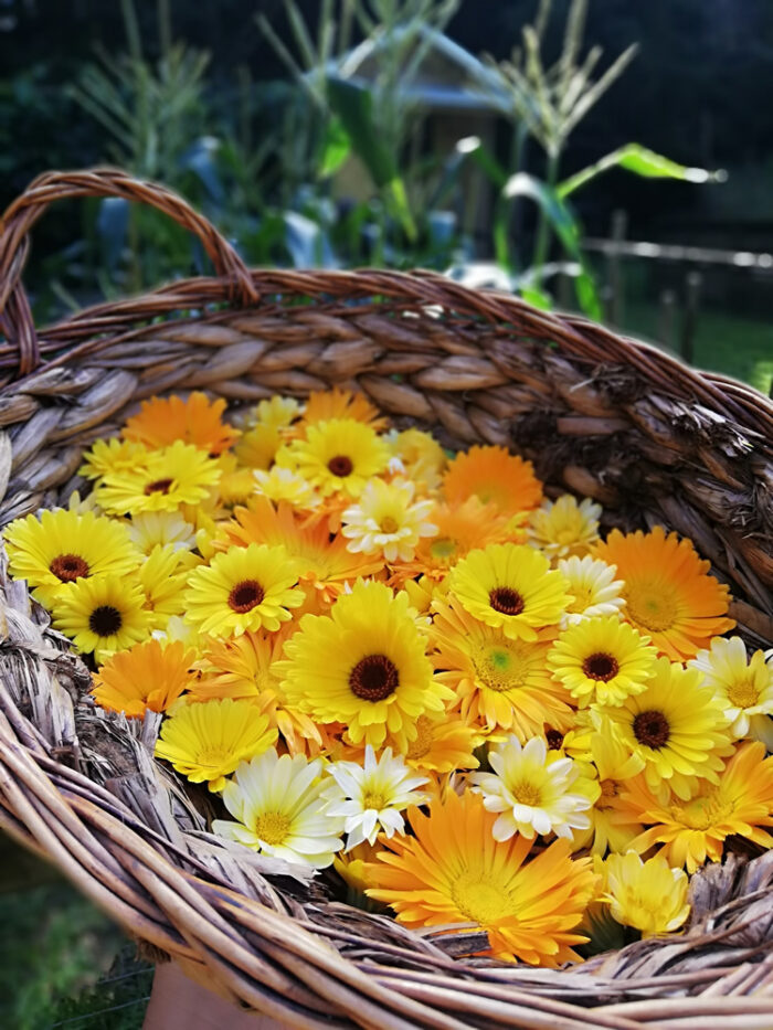 Buy Calendula seeds NZ