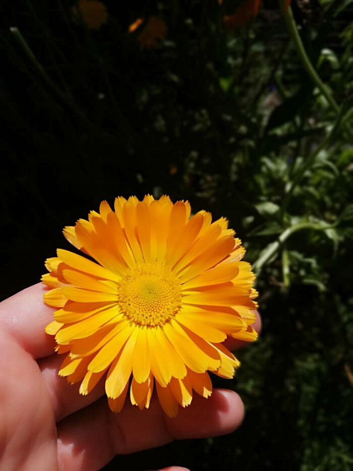 Buy Calendula seeds NZ