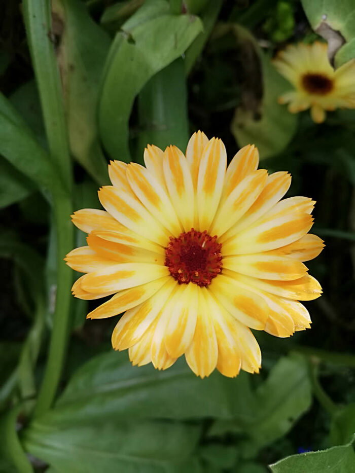Buy Calendula seeds NZ
