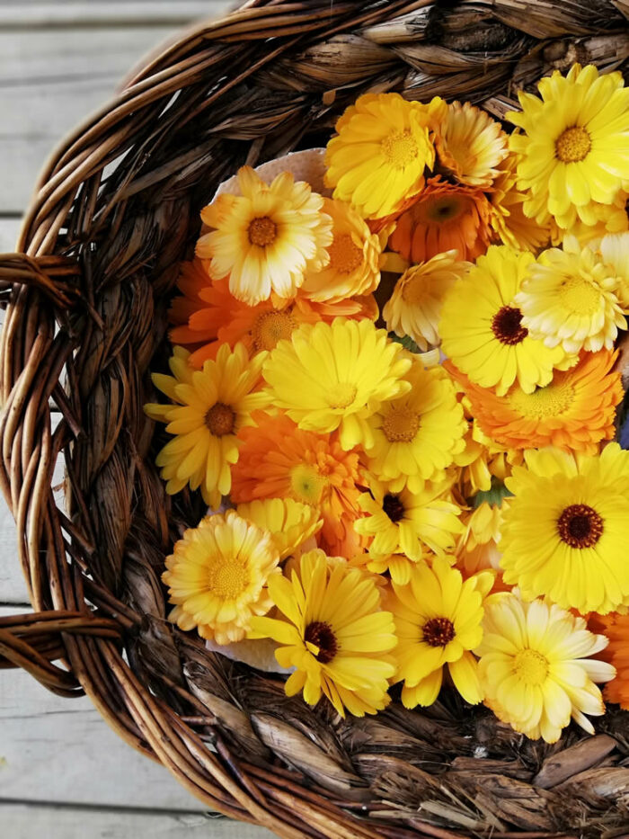 Calendula Balm Recipe - calendula flowers