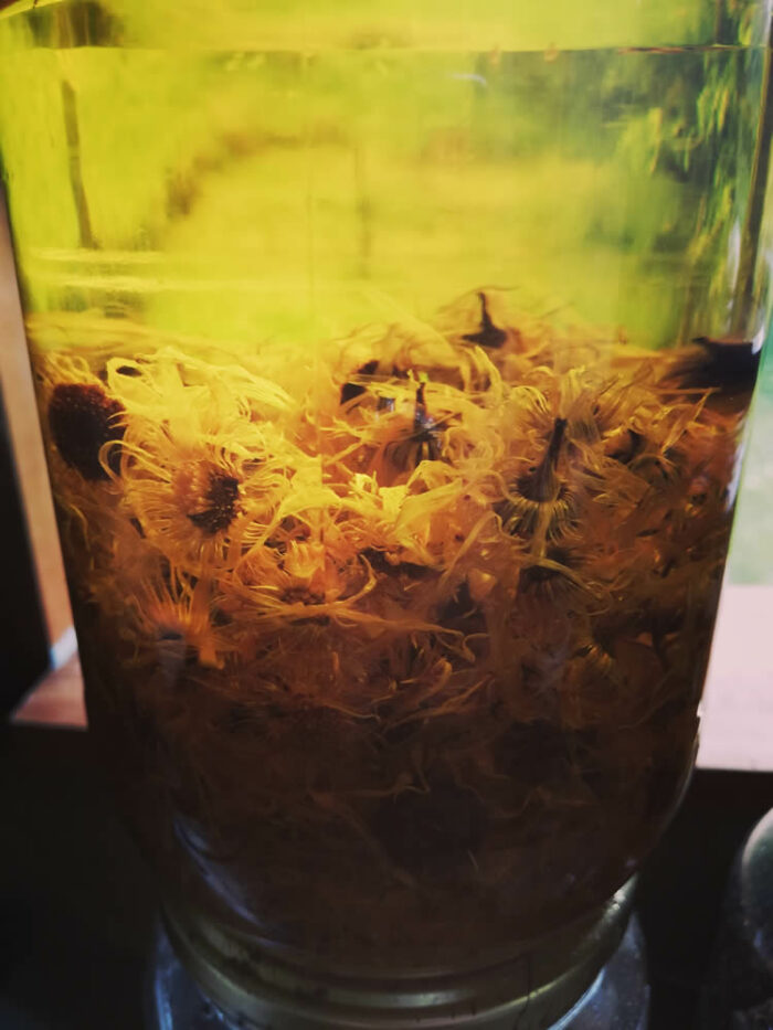 Calendula Balm Recipe calendula oil
