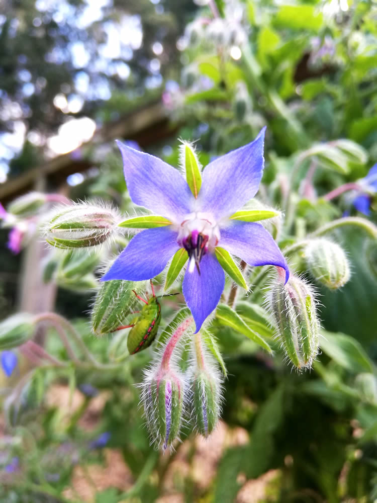 list of NZ edible flowers