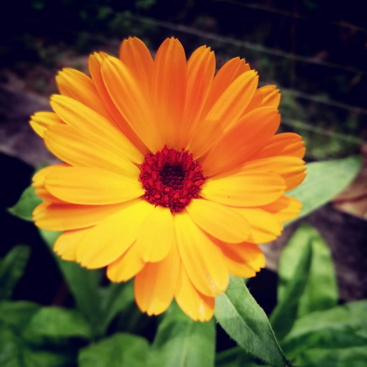 list of NZ edible flowers