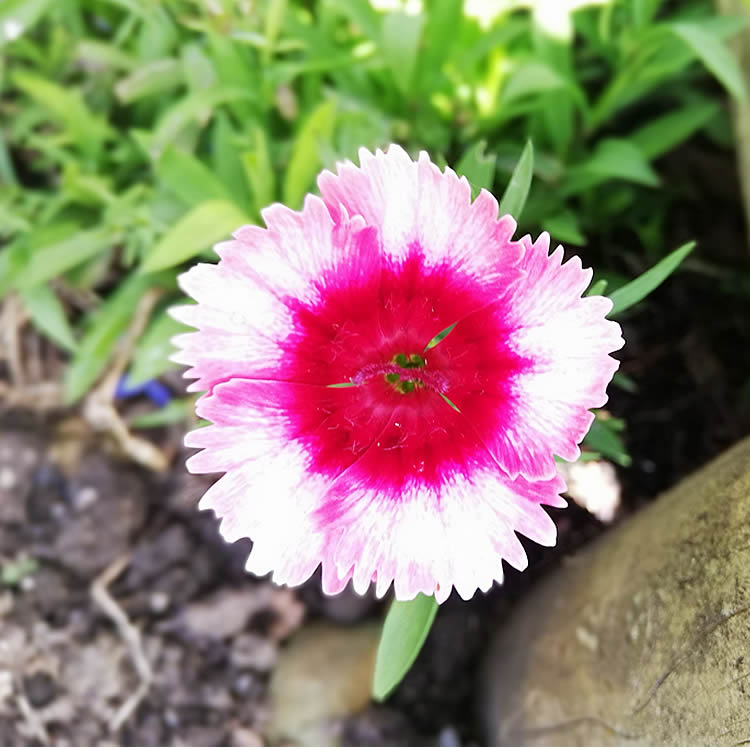 list of NZ edible flowers