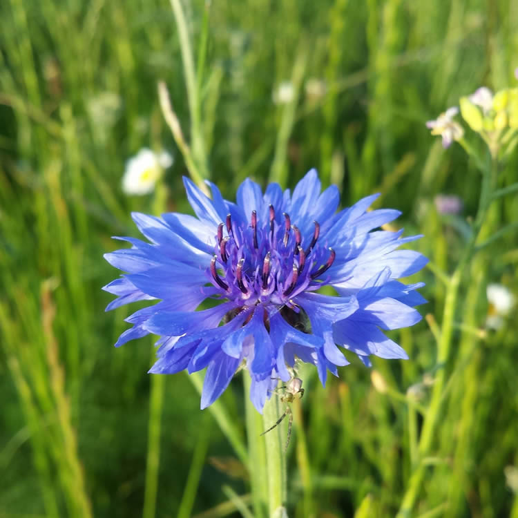 list of NZ edible flowers