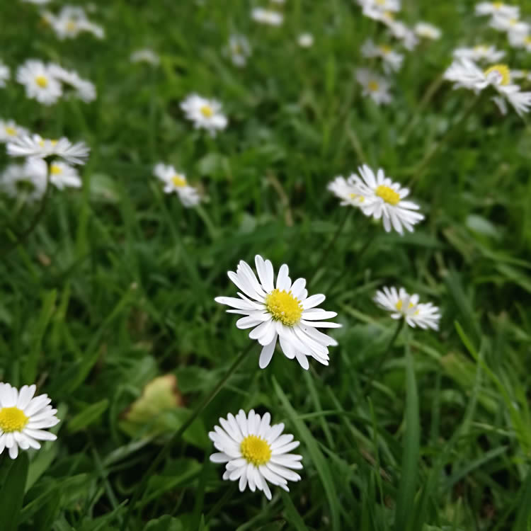 list of NZ edible flowers