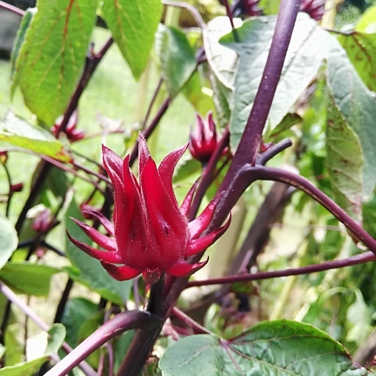 list of NZ edible flowers