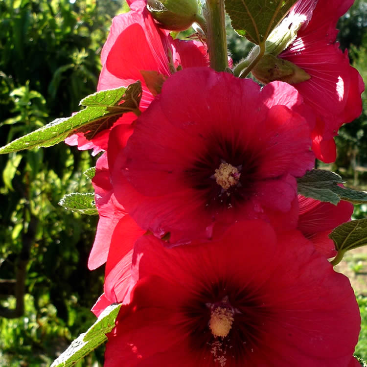 list of NZ edible flowers