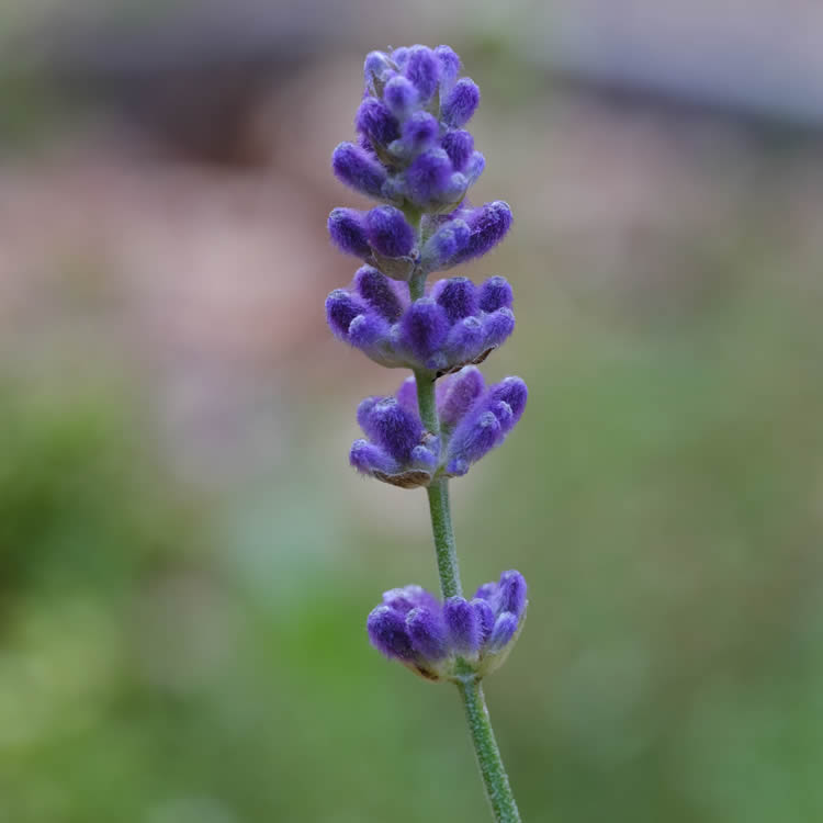 list of NZ edible flowers