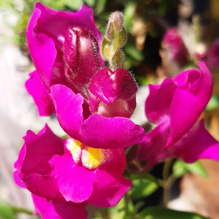 list of NZ edible flowers