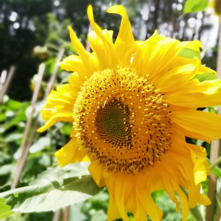 list of NZ edible flowers