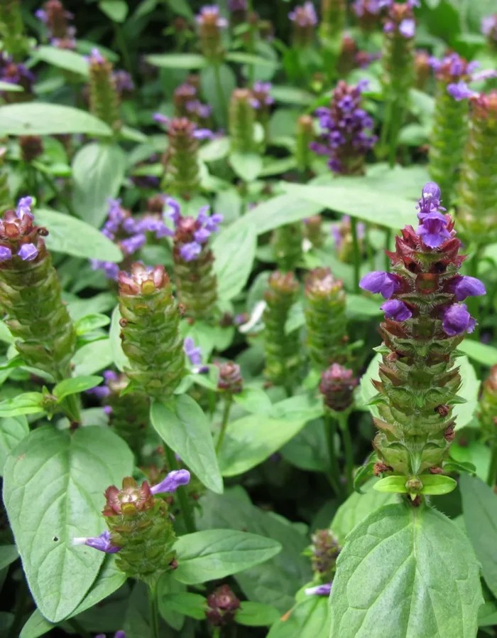 buy self heal_prunella seeds NZ